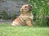 SHAR-PEI 919